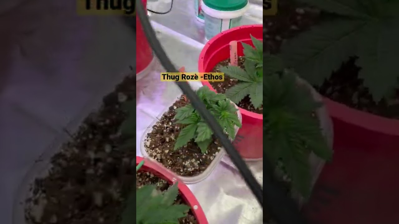Week 4 Autoflower Grow Update W/ 2 Photo&rsquo;s!!