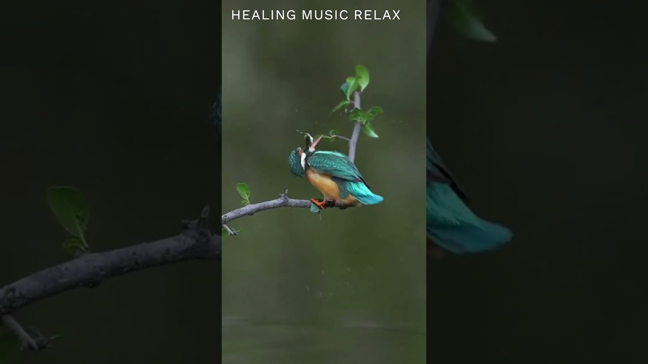 МУЗЫКА РЕЛАКС. Relax VIDEO. Звуки Природы. HEALING MUSIC RELAX 