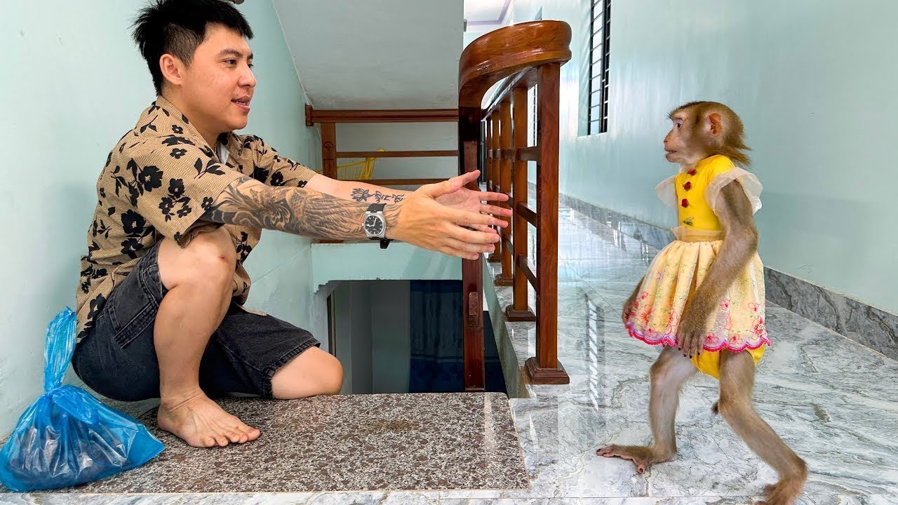 Monkey Kaka happily hugs dad when dad comes back