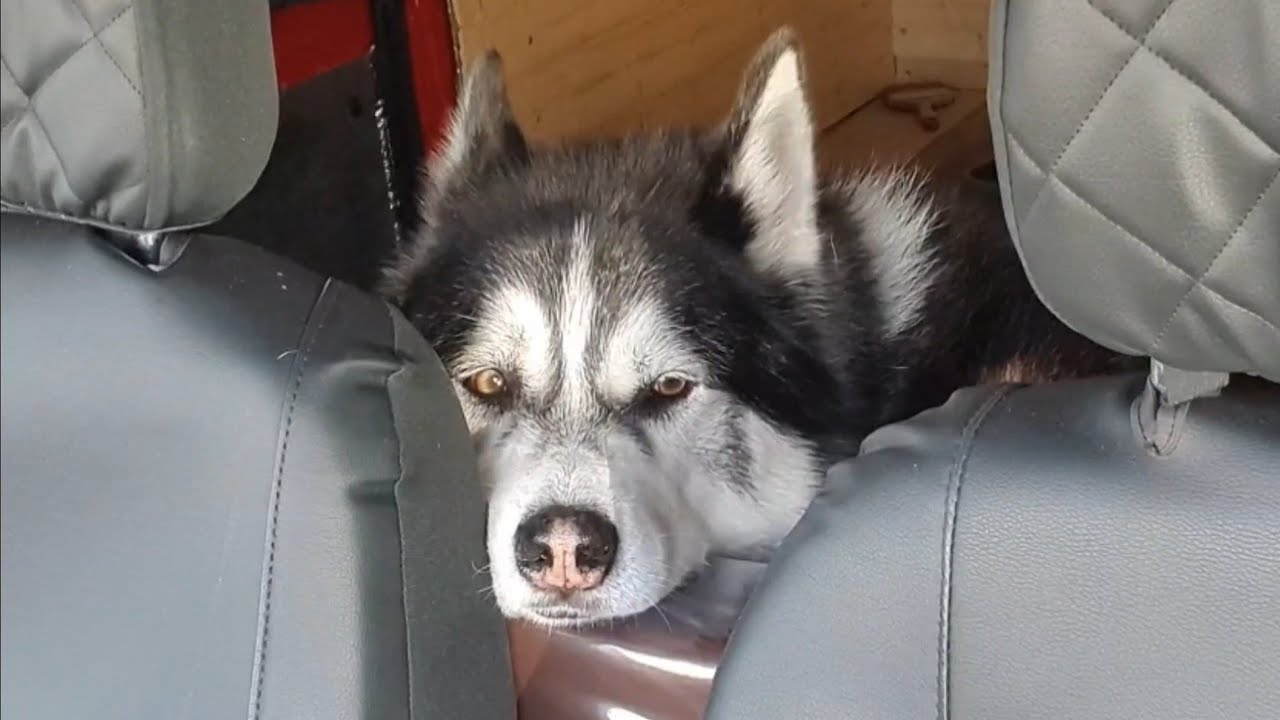 When you Leave a Malamute for just a few Minutes!  So Cute