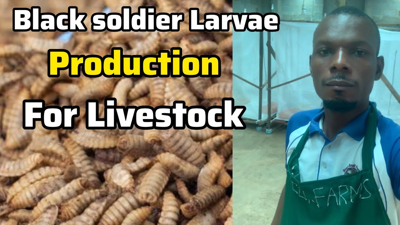 Best way to reduce animal feed cost using black soldier larvae 