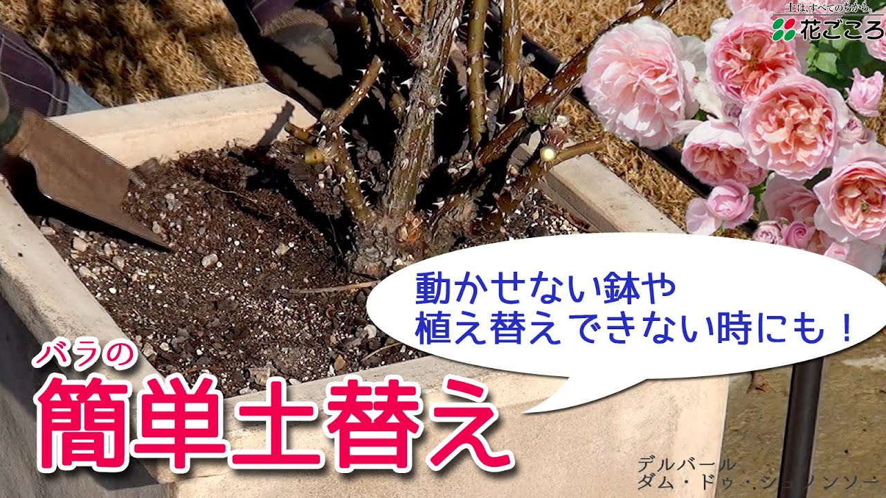 バラの簡単土替え【移動できない・植え替えできない時にも！】【バラの育て方】