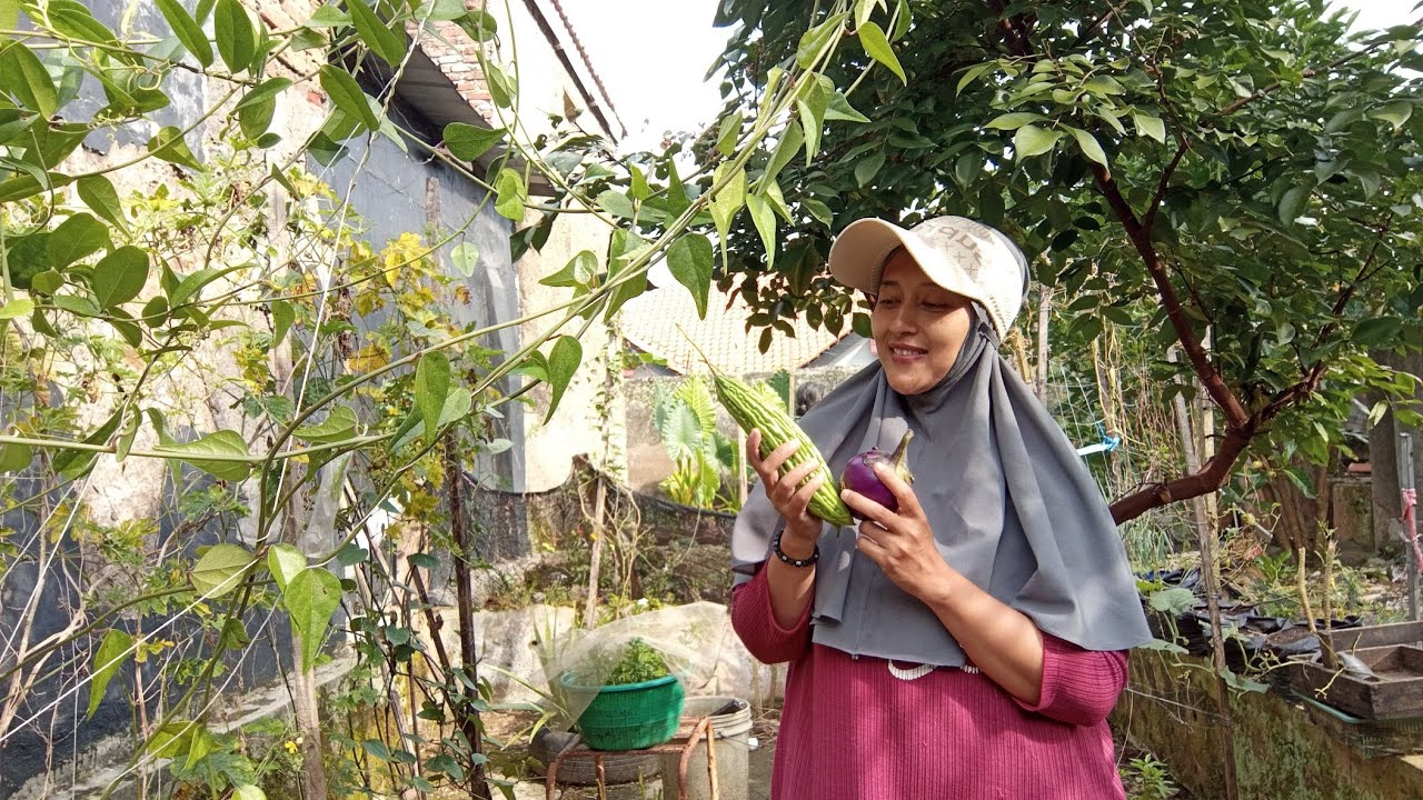Petik Pare dan Terong terakhir,kebun rusak diserang Hama dan Ayam