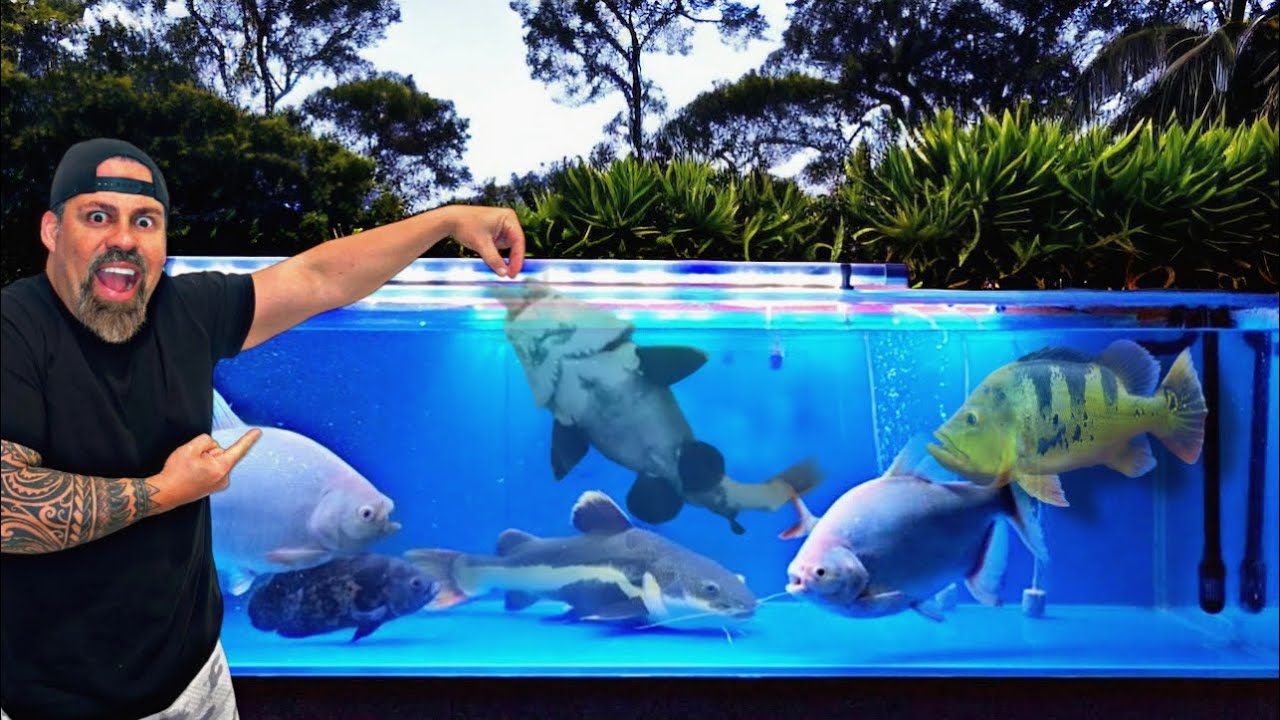 FEEDING ALL OUR EXOTIC AND MONSTER FISH 🔥