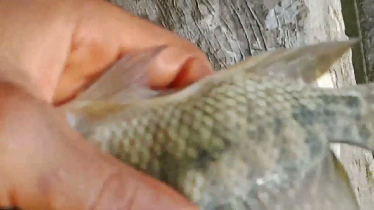 Deux techniques pour déterminer le sexe d'oréochromis niloticus.