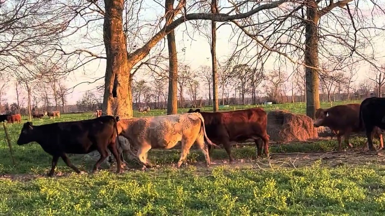 The Cattle Range Listing: 603D288