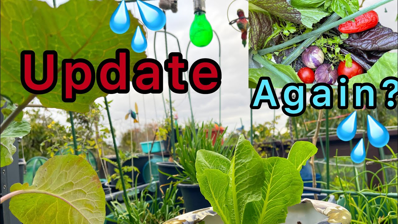 Small Space Vegetable Garden TIPS How to Grow Grocery Food on Terrace Patio Deck Container Gardening