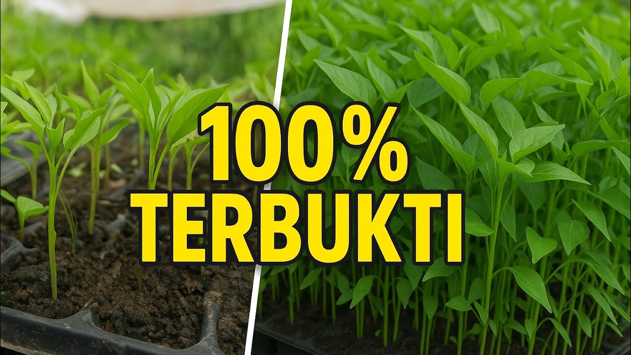 Terbukti! Inilah Manfaat Pupuk ULTRADAP untuk Bibit Cabe – Petani Wajib Tahu!