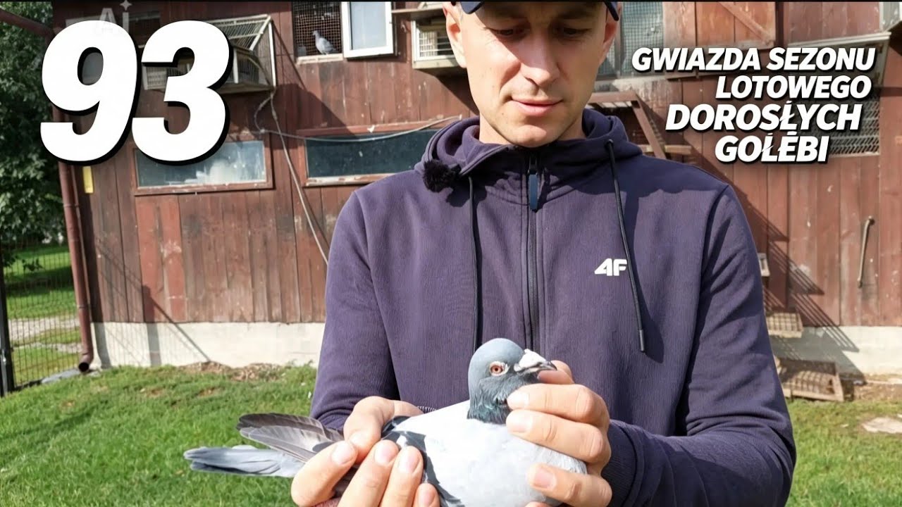 Paweł Dąbski jego Gwiazda Gołebnika 93.    PZHGP Krasnystaw 0210 🎥🕊🏆🇵🇱 