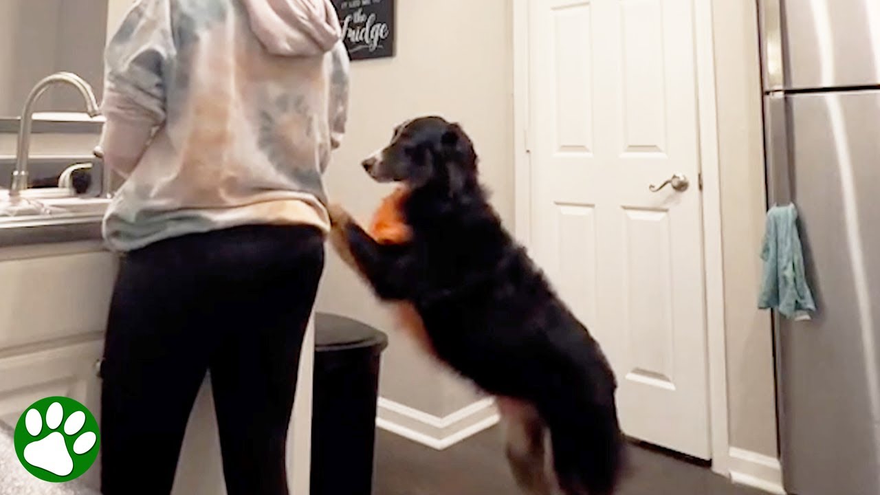Incredible dog knows when his owner is about to faint