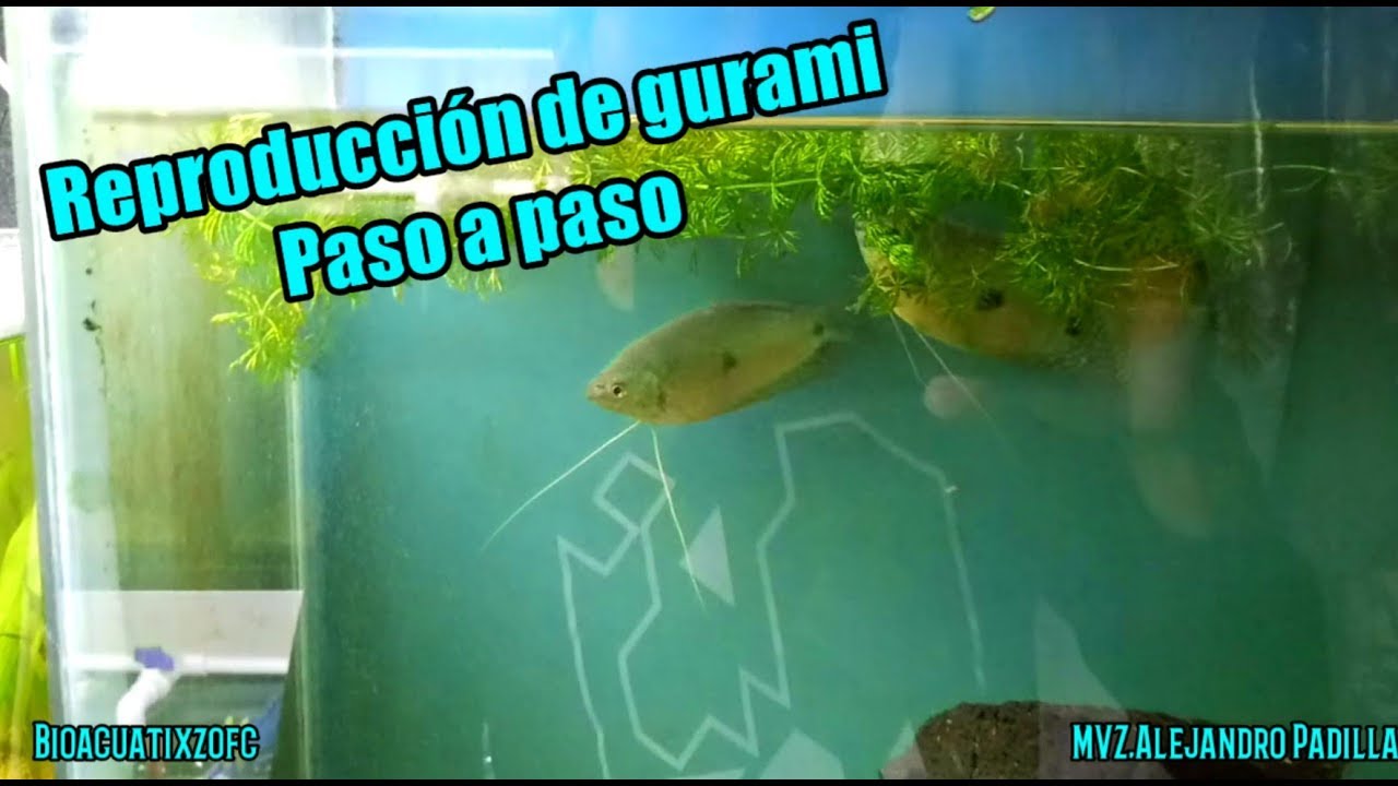 Reproducción de pez gurami avances