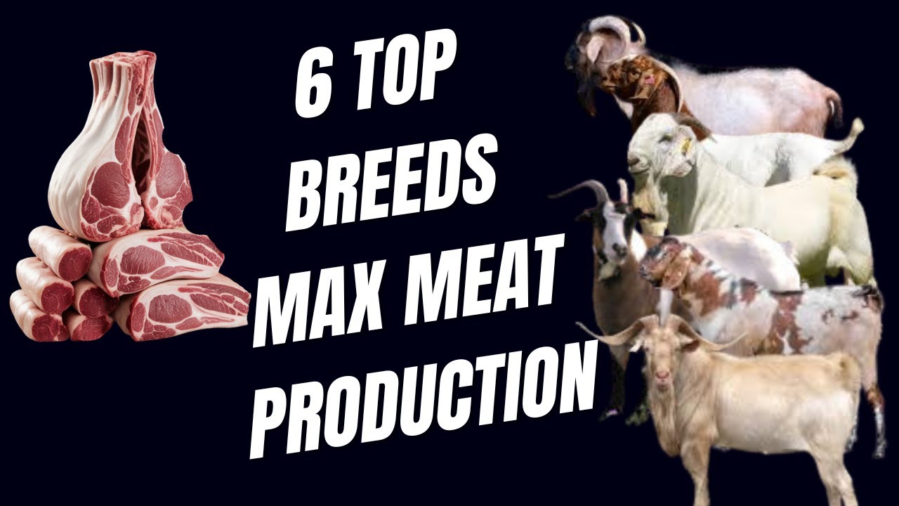 The 6 TOP Goat Breeds for MAX Meat Production!