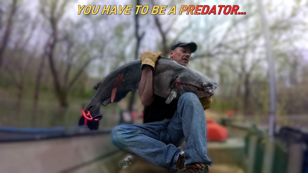 Limbline fishing and catching huge catfish !
