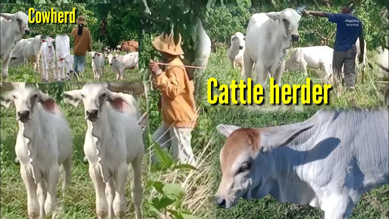 Cattle farmers in the mountains of Pailin province, Cambodia