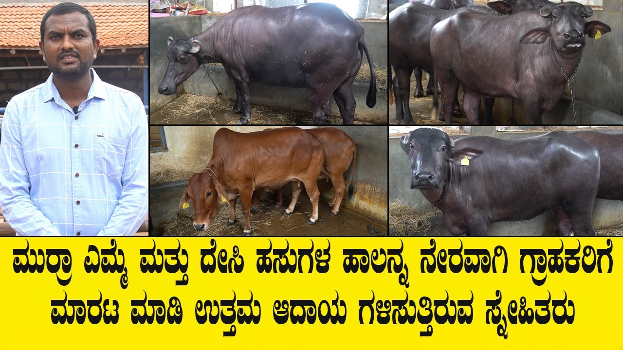 ಮುರ್ರಾ ಎಮ್ಮೆ ಮತ್ತು ದೇಸಿ ಹಸುಗಳ ಹಾಲನ್ನ ನೇರವಾಗಿ ಗ್ರಾಹಕರಿಗೆ ಮಾರಟ ಮಾಡಿ ಉತ್ತಮ ಆದಾಯ ಗಳಿಸುತ್ತಿರುವ ಸ್ನೇಹಿತರು.
