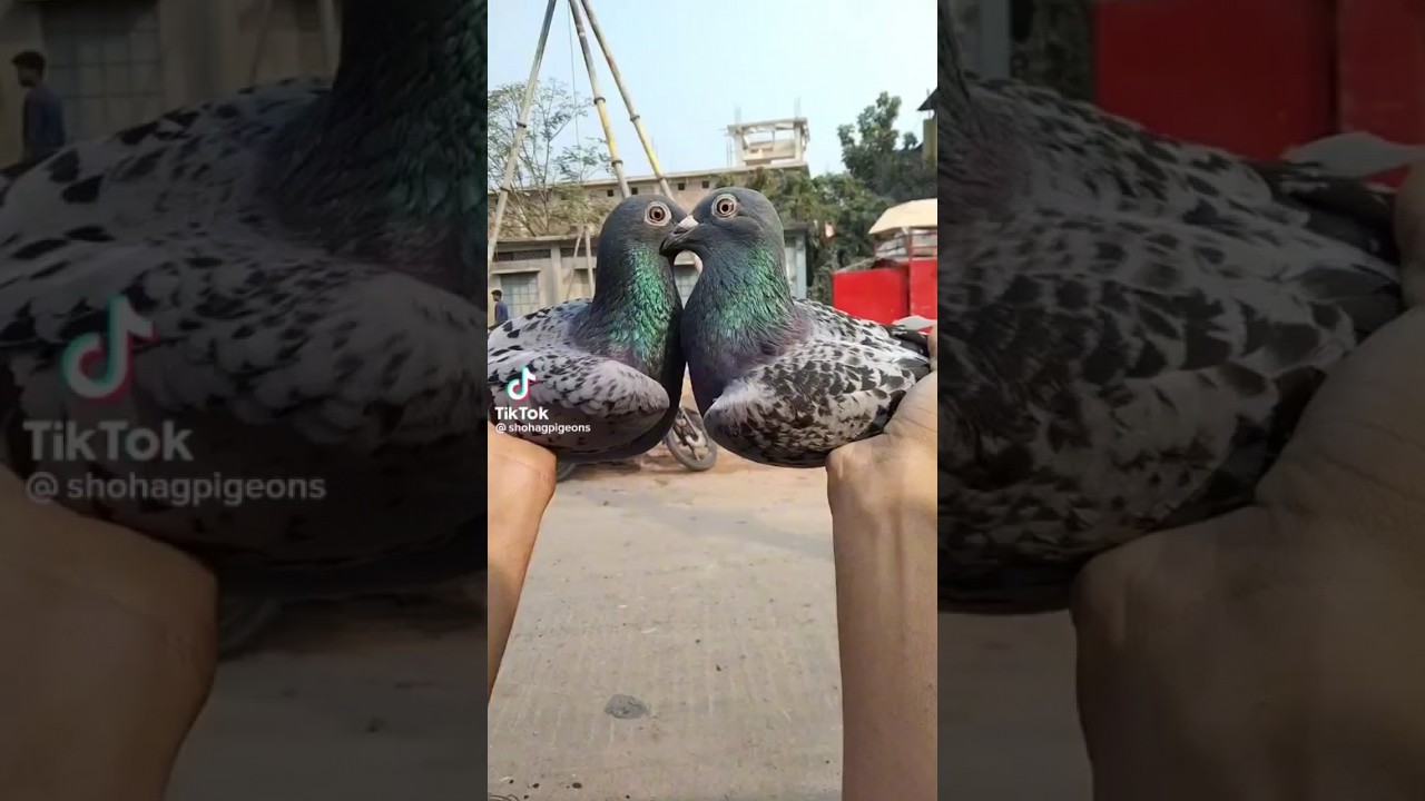 Do homing pigeons still exist? #shorts #pigeons