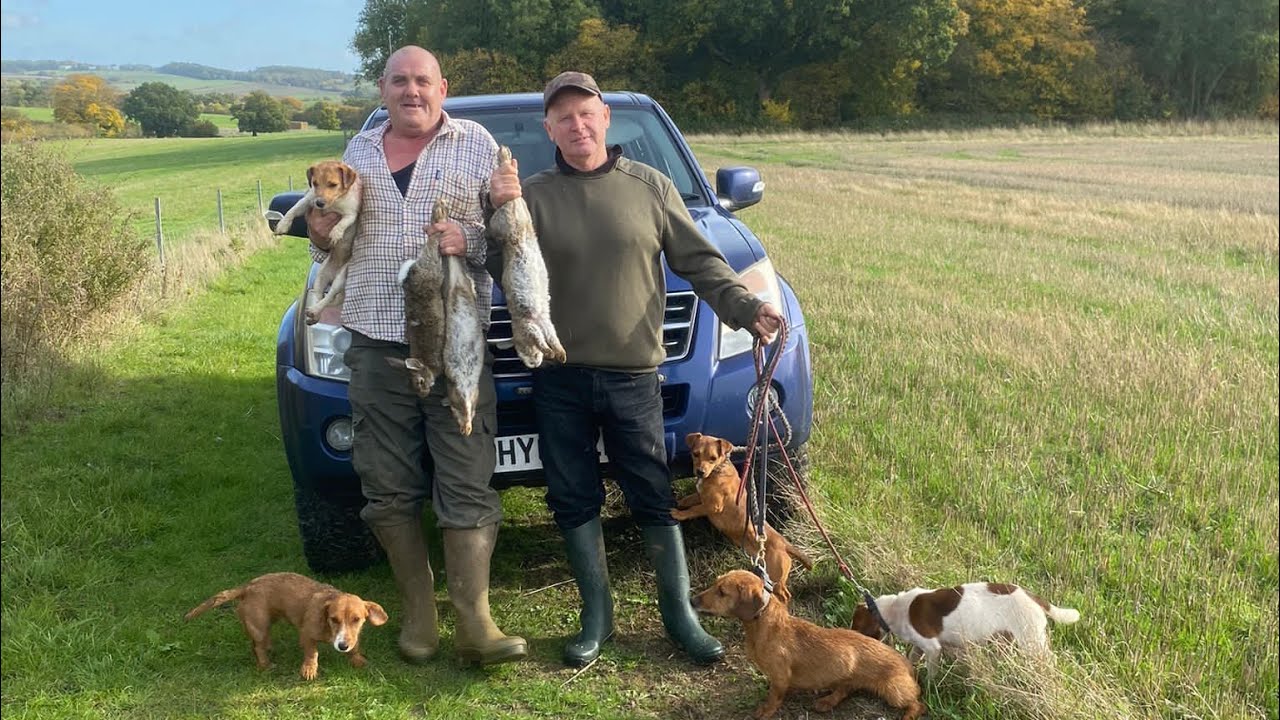 Bushing rabbits with the working terriers part 1