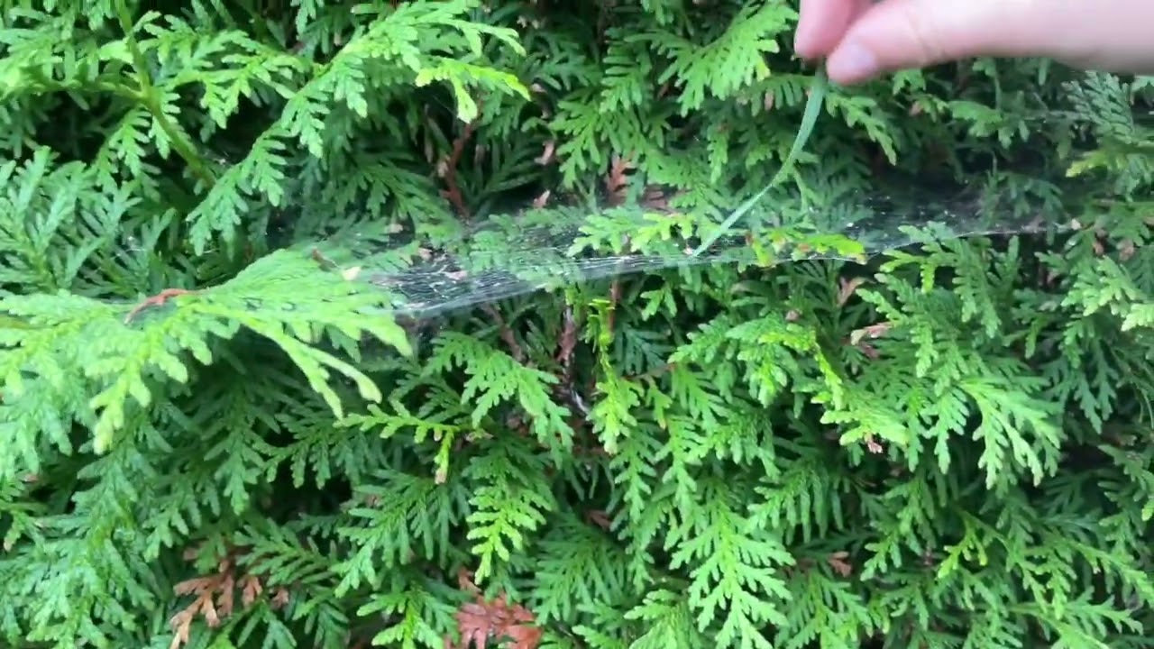 Drau&szlig;en VLOG Tiere 🕷️🐛🪱