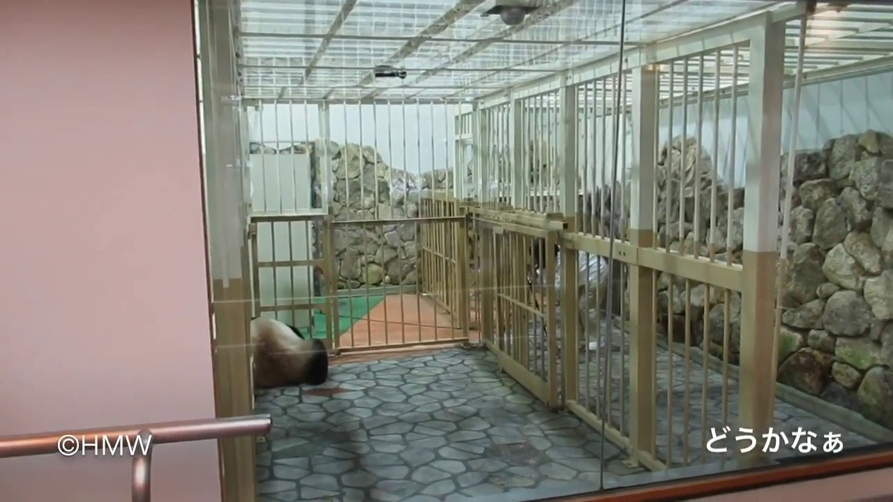 【初めて赤ちゃんパンダ🐼ベビ浜に会いに！開園直後から並ぶ】Panda Baby &Rauhin in the morning.