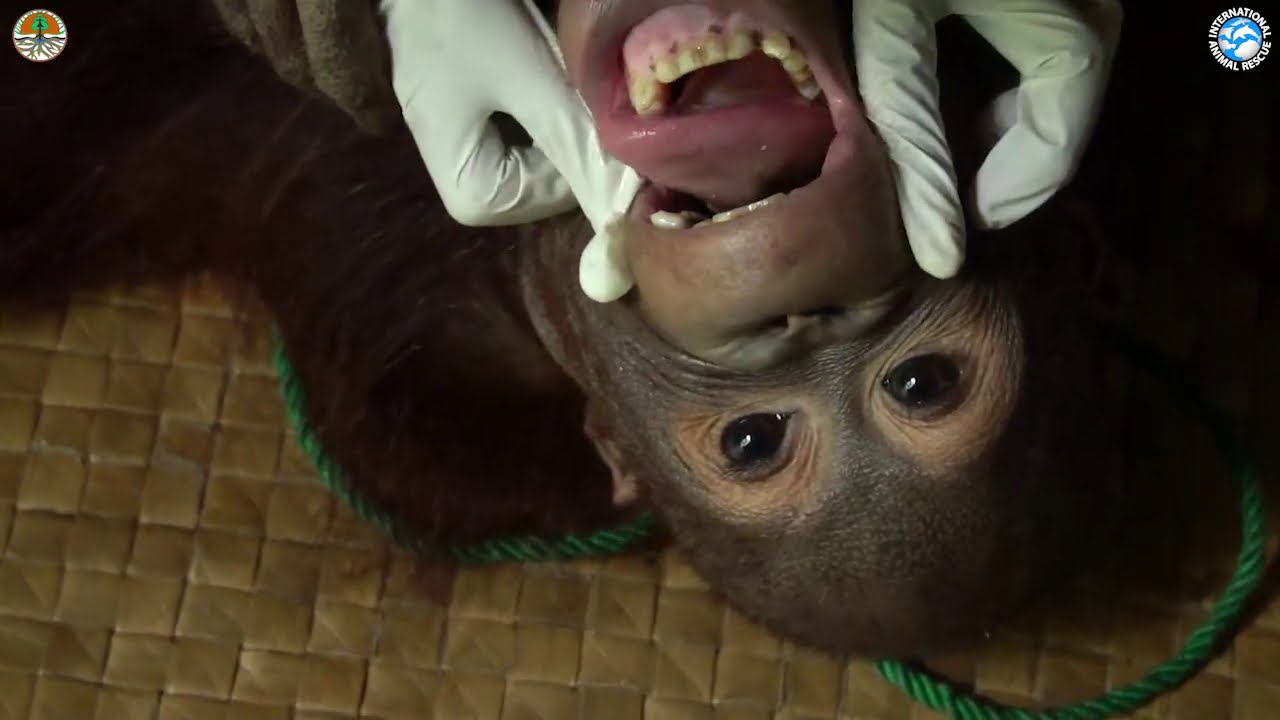 Rescue of Pet Orangutan Kukur