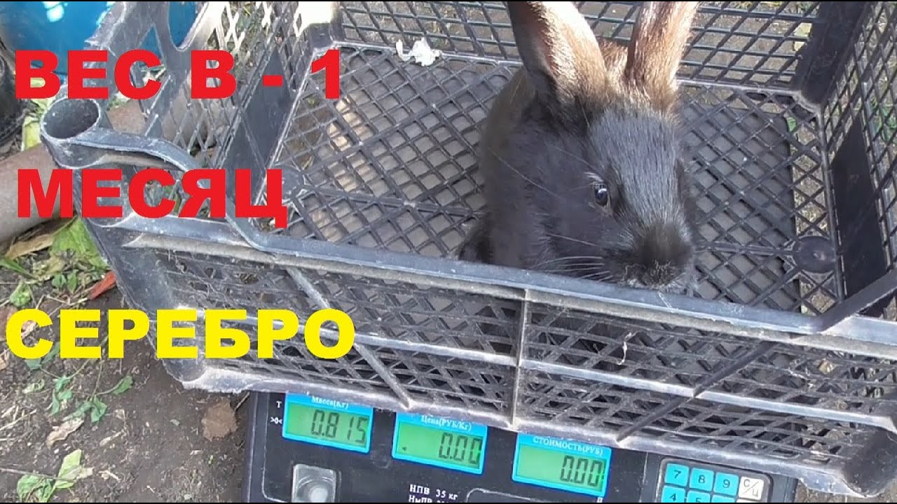 Вес серебристых кролят 1 мес. 04.10.19