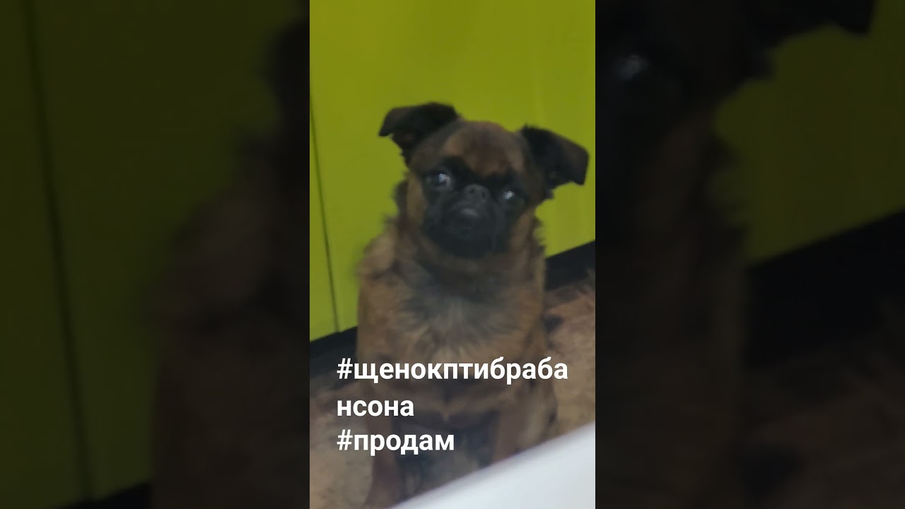 щенок пти брабансона,без недостатков,успешно начата выставочная карьера,тел.для связи 89242105823