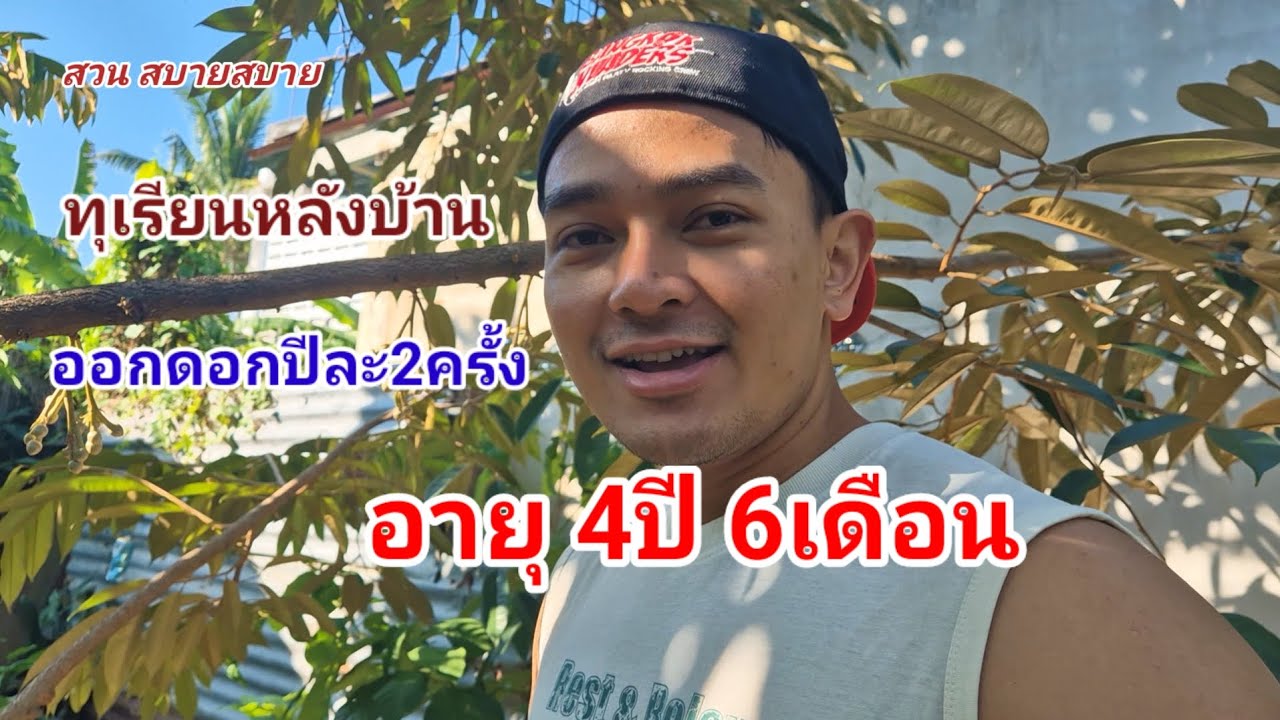 ทุเรียนหลังบ้าน4ปี6เดือน ออกดอกปีละ2ครั้ง Ep.339 :  สวนสบายสบาย