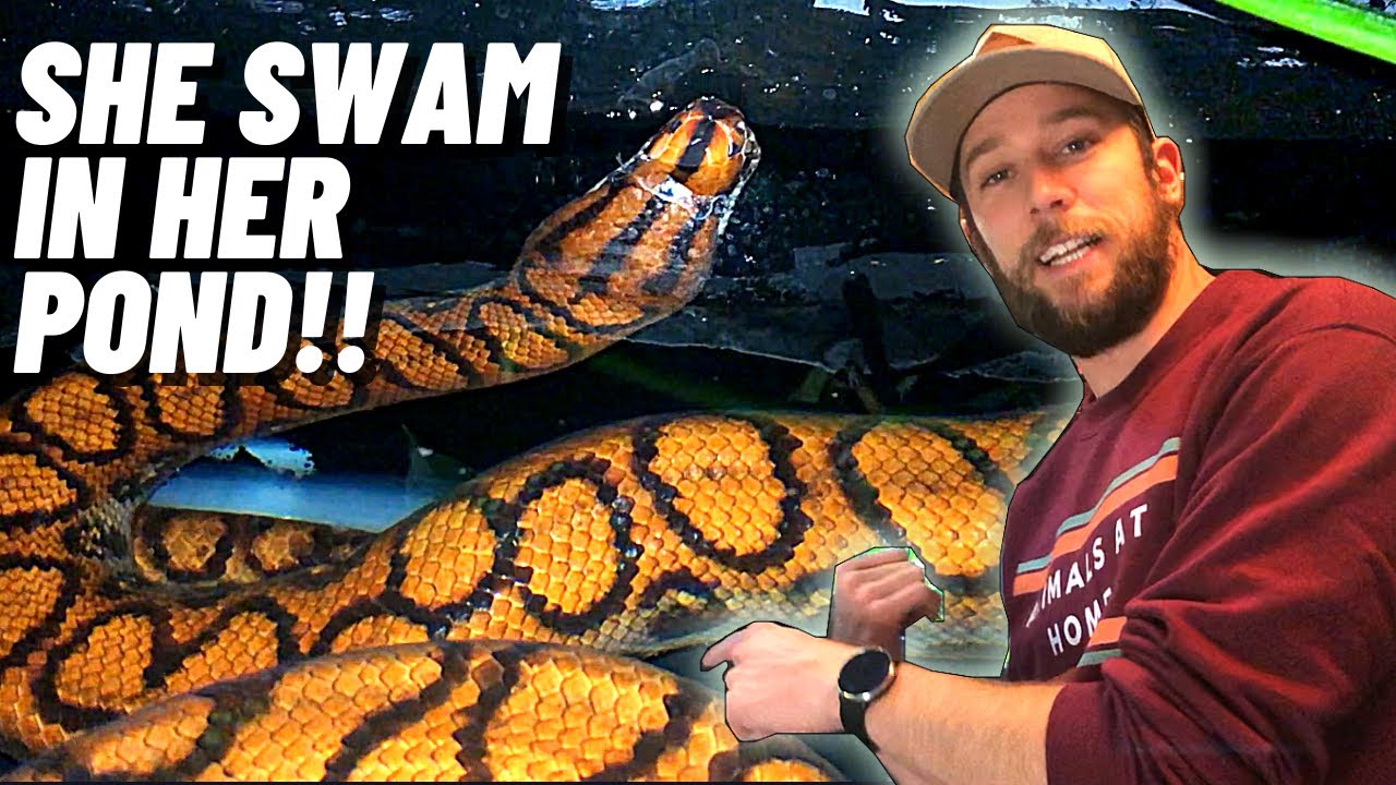 REPTILE POND! (Plumbing Explained)