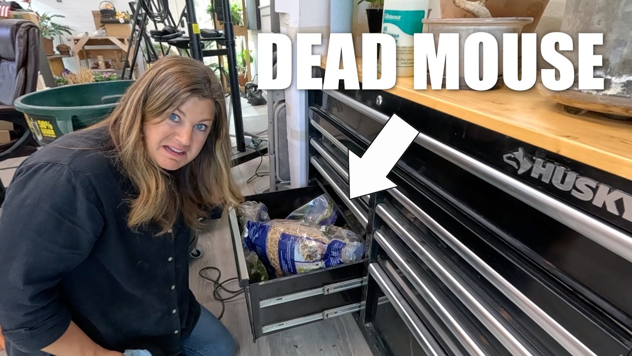 Plant Studio Deep Dive: Cleaning, Organizing, Grooming & Repotting! 🧼🪴🙌 // Garden Answer