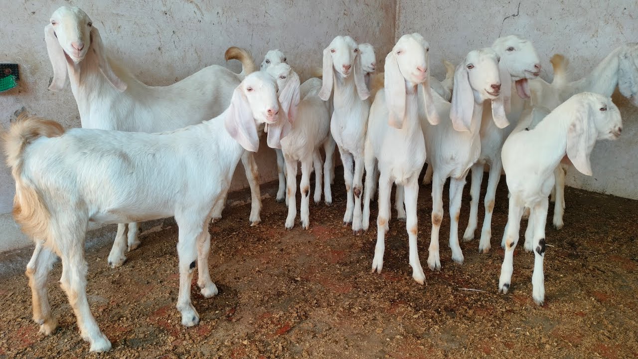 #sojatgulabigoat #for #sale 09828606818.