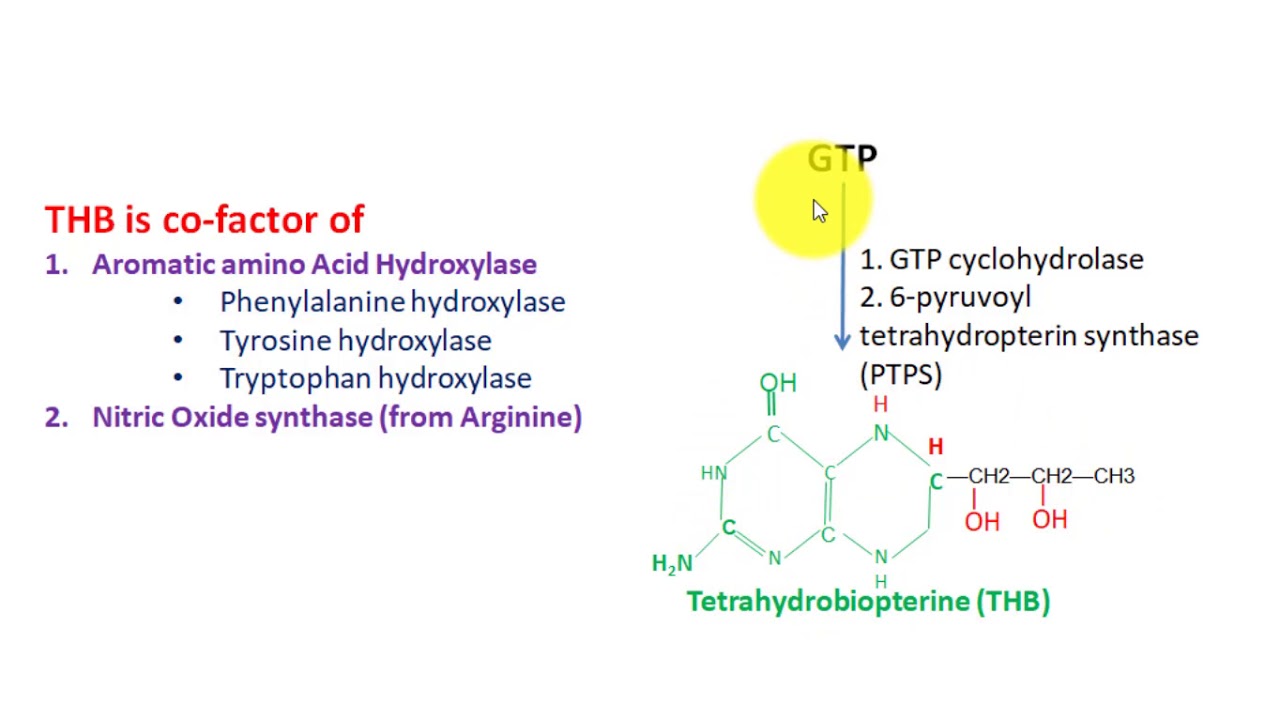 Tetrahydrobiopterin, aromatic amino acid hydroxylases and non classical phenylketonuria