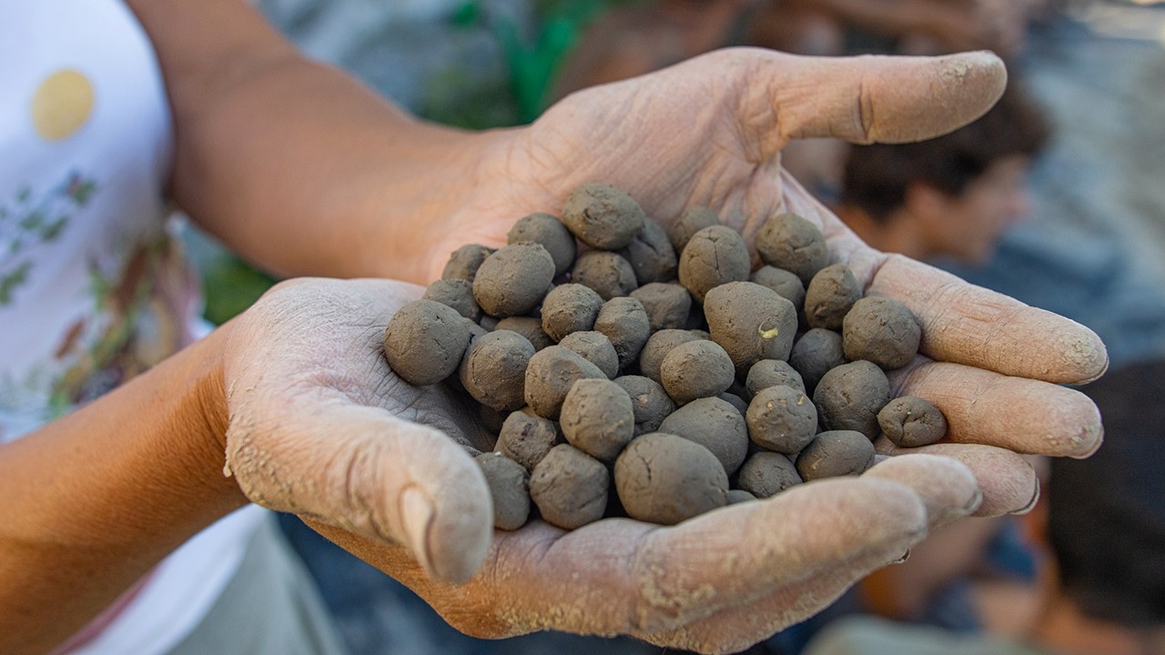 SEMINE con PALLINE D'ARGILLA. Agricoltura naturale di FUKUOKA