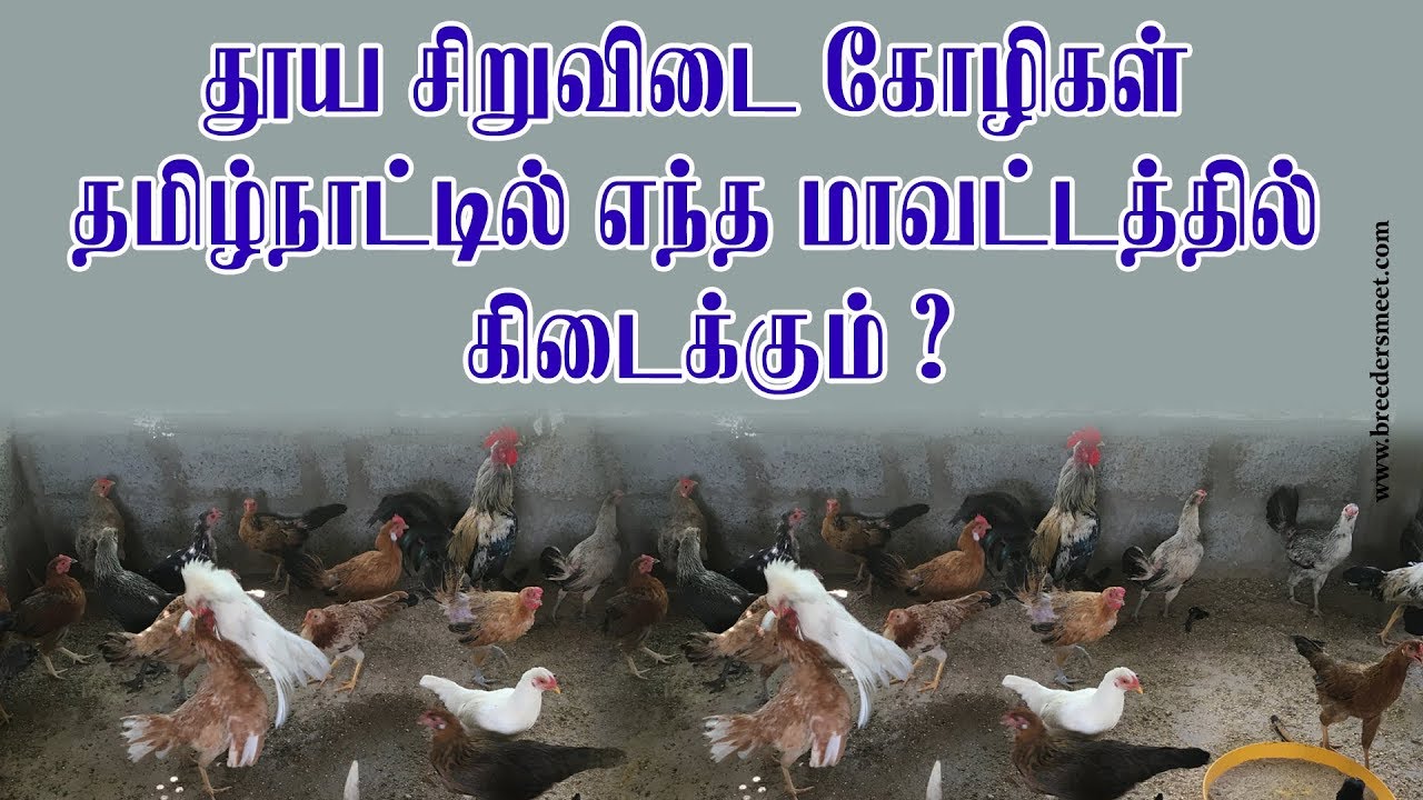 தூய சிறுவிடை கோழிகள் தமிழ்நாட்டில் எந்த மாவட்டத்தில்