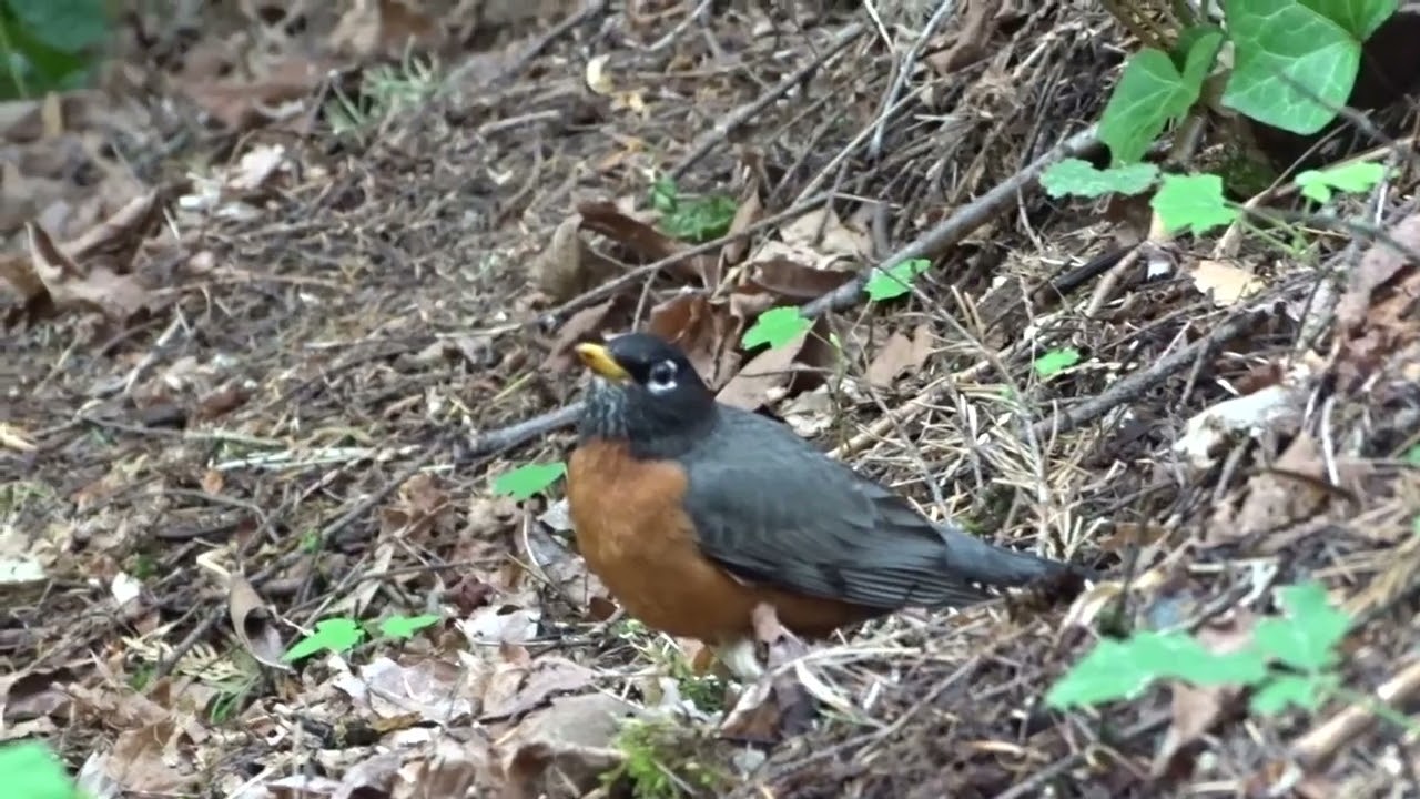 American Robin   Hawk alarm alarms other birds about a predator in the area