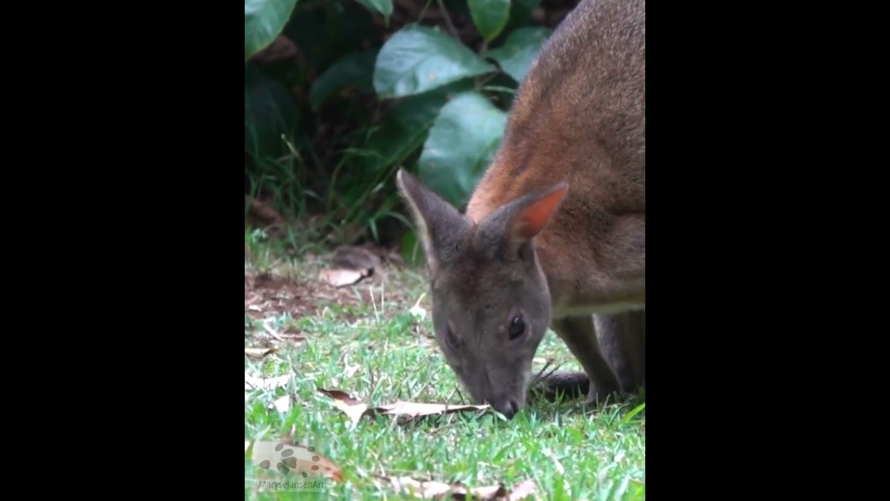 Pademelon Grazing #shorts