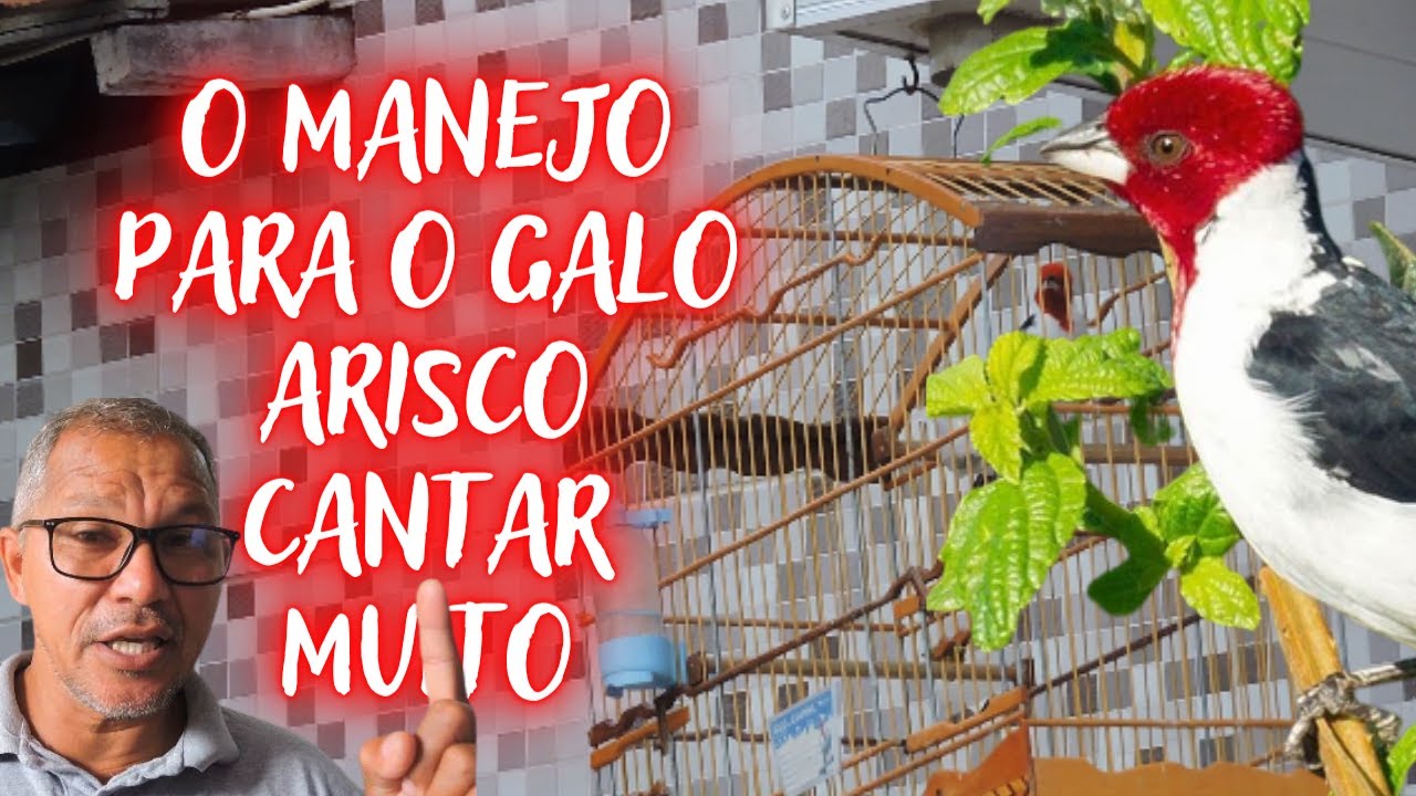 Como fazer galo de campina arisco cantar muito - dicas e manejos