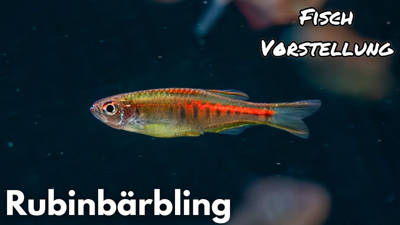 Rubinbärbling - Danio choprae | Liquid Nature Fisch Vorstellung
