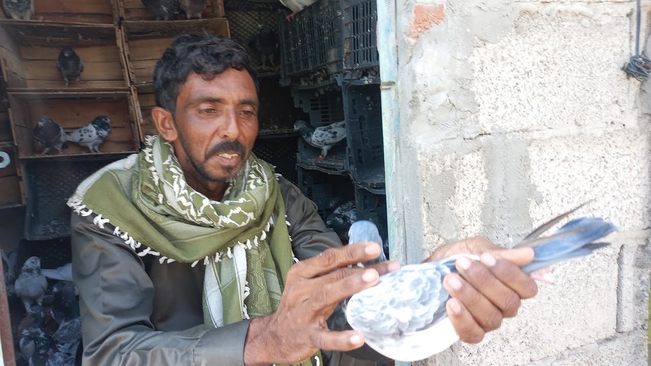 Visit to Dinga city || Mohasan Bhai || Amir bhai || Special Thanx || کبوتر بازی عشق جنون