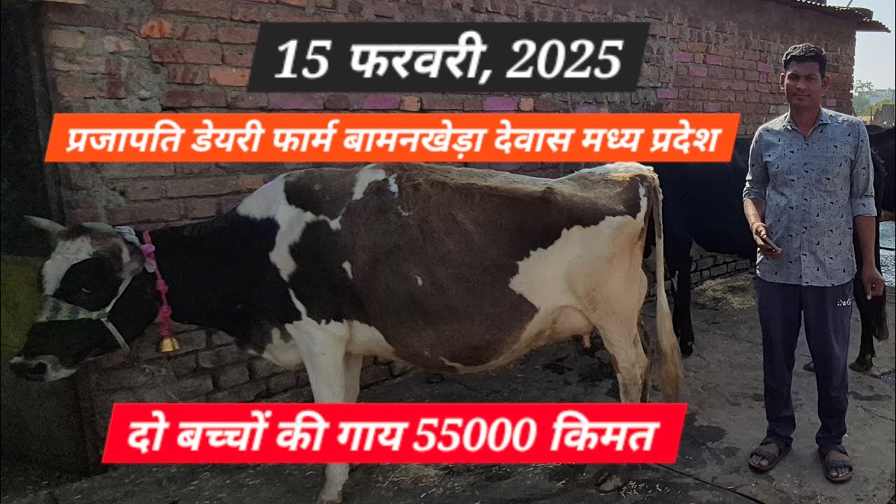 प्रजापति डेरी फार्म बामनखेड़ा देवास #मध्य प्रदेश सस्ती गाय#cow  का डेरी फार्म #Hfcow #शंकर जर्सी गाय