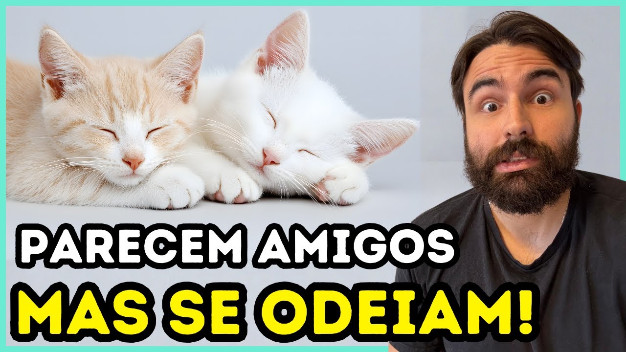 Se Os Seus Gatos Fazem ISSO, Eles NÃO GOSTAM Uns Dos Outros!
