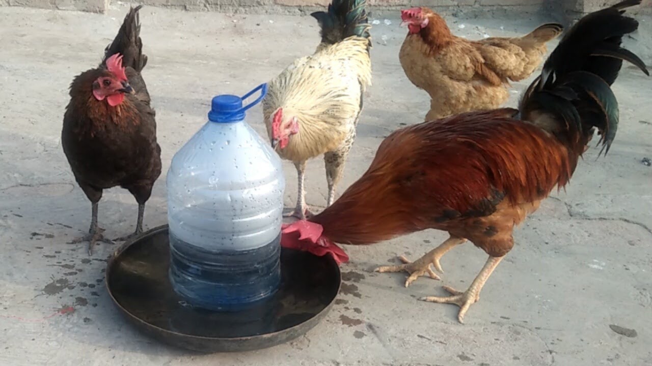 Chicken Homemade Water Feeder – How To Make A Automatic Chicken water Feeder