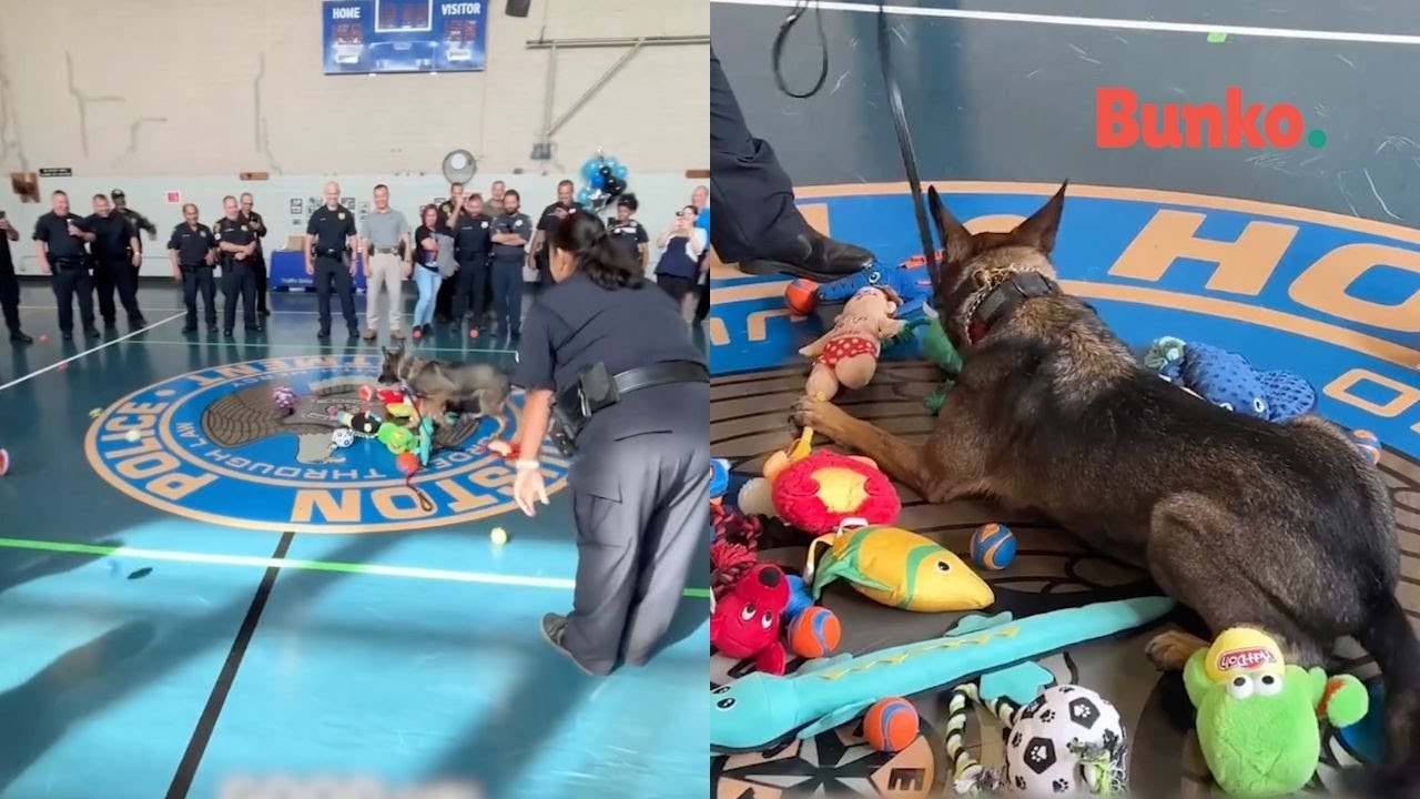 Perrita polic&iacute;a se jubila, y recibe de regalo una lluvia de juguetes solo para ella🚨🧸🐾😍