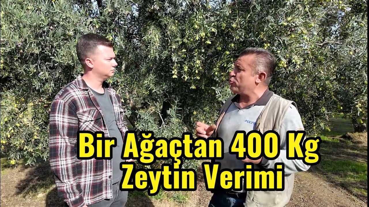 Bu Tekniklerle Zeytinde Verim Patlıyor! (Gerçek Üretici Deneyimi)