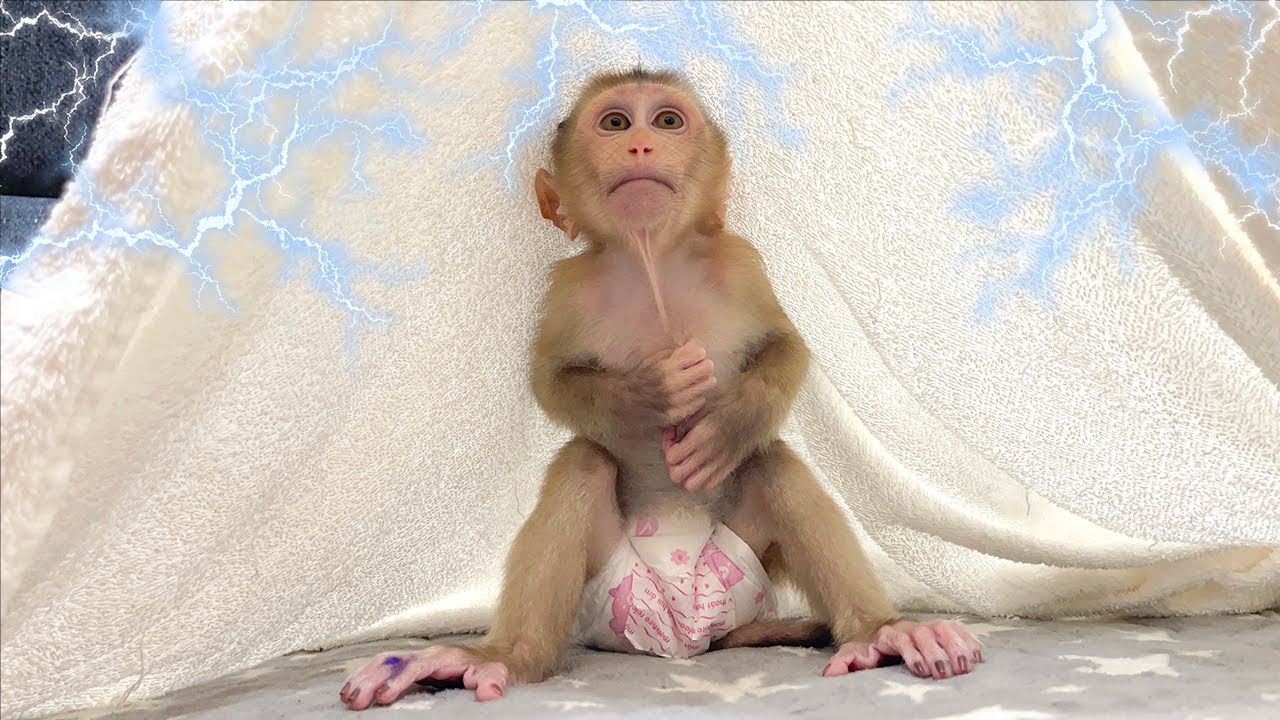 Monkey YuYu was scared because it was raining and thundering