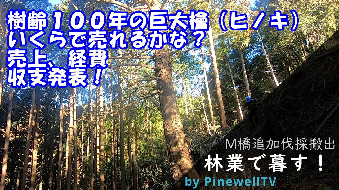 林業で暮す！M橋追加伐採搬出。樹齢100年の檜いくらで売れるかな？