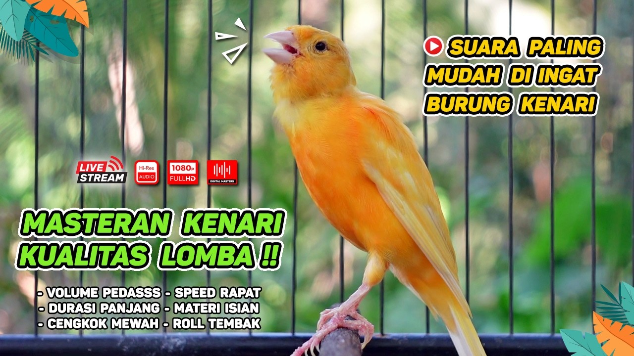 Pancingan Suara Kenari Gacor‼️ Ampuh untuk Masteran Kenari Muda dan Terapi Kenari Macet Bunyi 565
