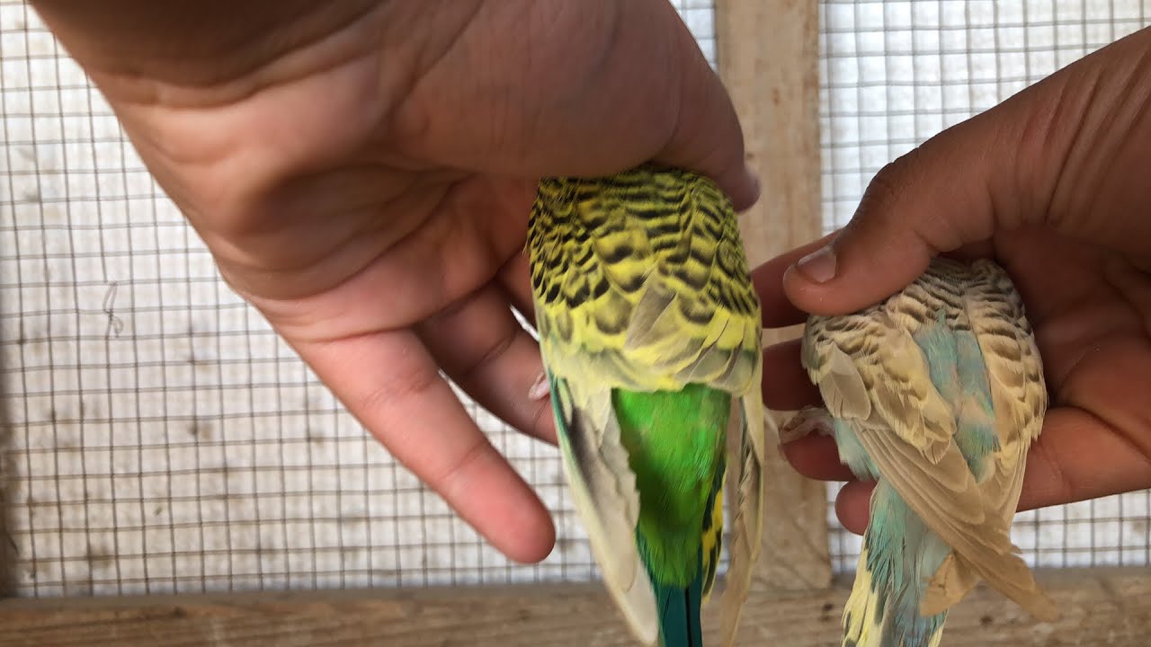DIFFERENCE BETWEEN TCB AND NORMAL BUDGIES URDU/HINDI