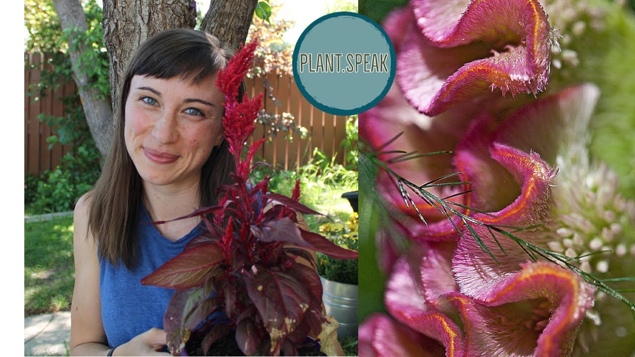 Celosia - how to grow/types/fasciation/tips and tricks/edible ornamental