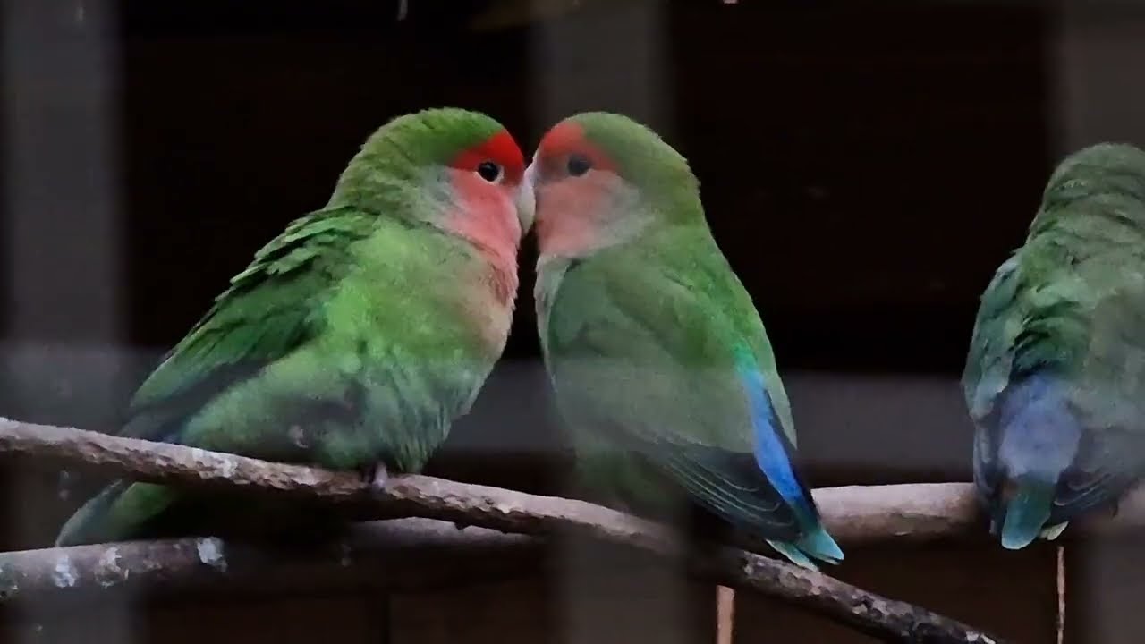 Прогулка по ПАРКУ в декабре. Саарбург / Saarburg Greifvogelpark