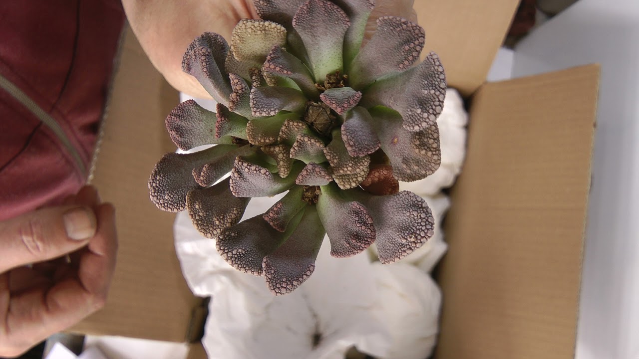 Unboxing Giromagi succulent order  April 2021